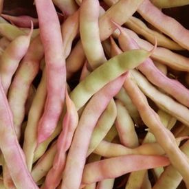 Pink Half Runner, Bean Seeds